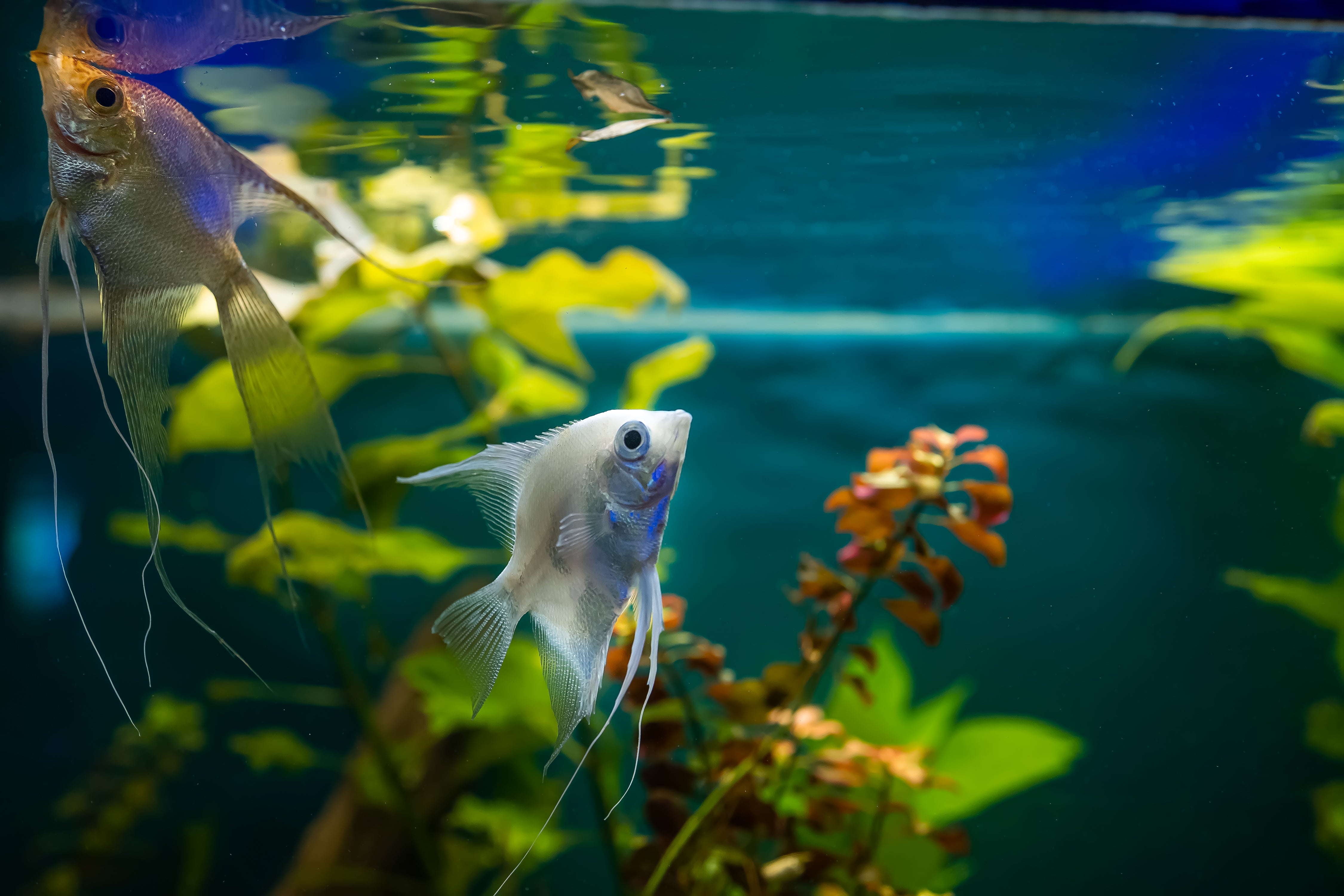How do I land my fish safely in my aquarium?